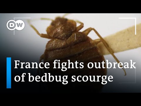 France: Bedbugs send shivers through Paris | DW News