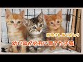 卒業猫Part4 幼い母猫と3匹の子猫