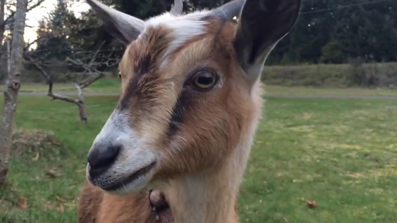 Nigerian dwarf goats as pets