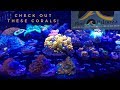 Awesome fish  corals from reefapalooza orlando 2018