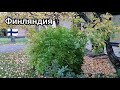 Осенние работы в саду, Дом в Финляндии, Как живут другие