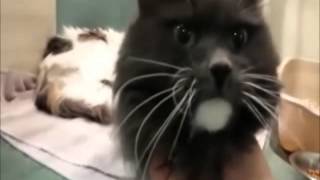 Taz and Spot