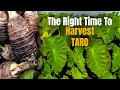 How To Know When Taro Is Ready For Harvest 