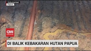 Di Balik Kebakaran Hutan Papua