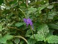 Ugandan local  reseache rmubedhe discovers mimosa pudica and  stachytarpheta  remedy for immunity