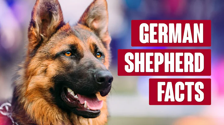 German Shepherd Everything You Need to Know - DayDayNews