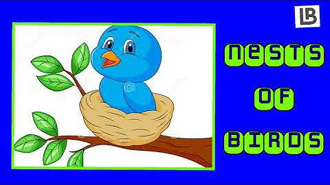Nests of Birds|Birds and their nests|Nesting Habits| EVS Class3| NCERT | CBSE