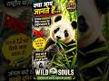 Panda Facts in Hindi | China का राष्ट्रीय खजाना 🐼 | Wild Souls 🐼#panda #wildlife#shorts