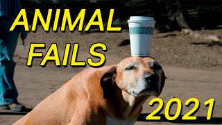 Best Animal Fail Compilation 2021 - Try Not To Laugh