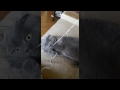 Смешная кошка и наушники! Funny cute cat - Прикольные шотландские коты scottish fold