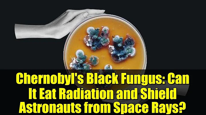 Chernobyl's Black Fungus: Can It Eat Radiation and Shield Astronauts from Space Rays?