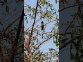 Two black bird sit on the tree