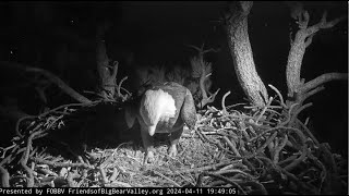 JACKIE COMES TO NEST AT NIGHT & COVERS HER EGGS! A Time To Say Goodbye! FOBBV Cam  4.11.24