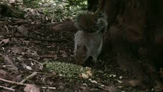 When Gaia Speaks / Squirrel Medicine / Making A Conscious Connection by  Musings From The Woodlands 244 views 1 year ago 1 minute, 45 seconds