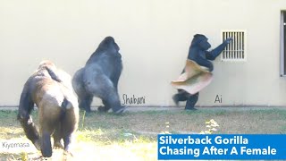 Giant Male Gorilla Chasing A Female❗️| Shabani & Ai