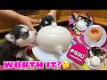 Trying The Silicone Milk Feeding Nipple! | IS IT WORTH IT?! | Husky Pack TV