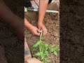 Dica gratuita e eficaz para aumentar a produção de tomates