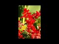 サルビアの赤い花 （月井とも） uta2