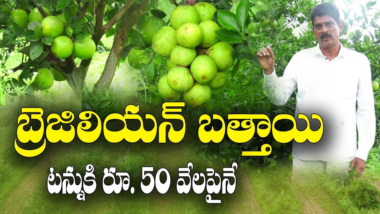 భవిష్యత్తు ఈ బత్తాయిదే || Brazilian Citrus Farming || P Janardhan Reddy