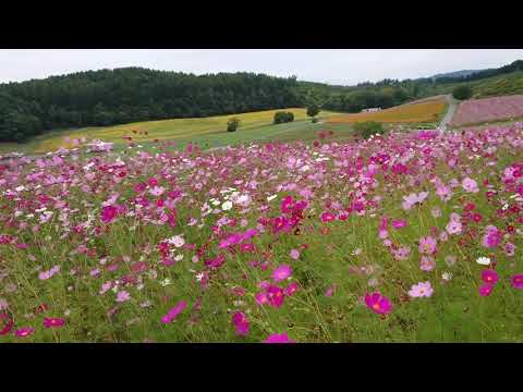 北海道遠軽のコスモス畑！ 見渡す限りのコスモス！  #北海道  #遠軽  #コスモス  #遠軽太陽の丘#HOKKAIDO