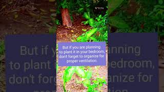 Famous Why to grow dumb cane? | Intresting facts | Dumb cane benefits| #agnatha #plants #facts#ashortaday Net Worth