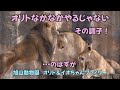旭山動物園　オリトなかなかやるじゃない　その調子！　…のはずが　Orito & Io family　Lion family　Asahiyamazoo