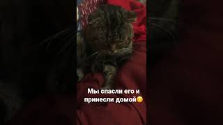 Нашли котика #пропажа #кот #счастливыйконец