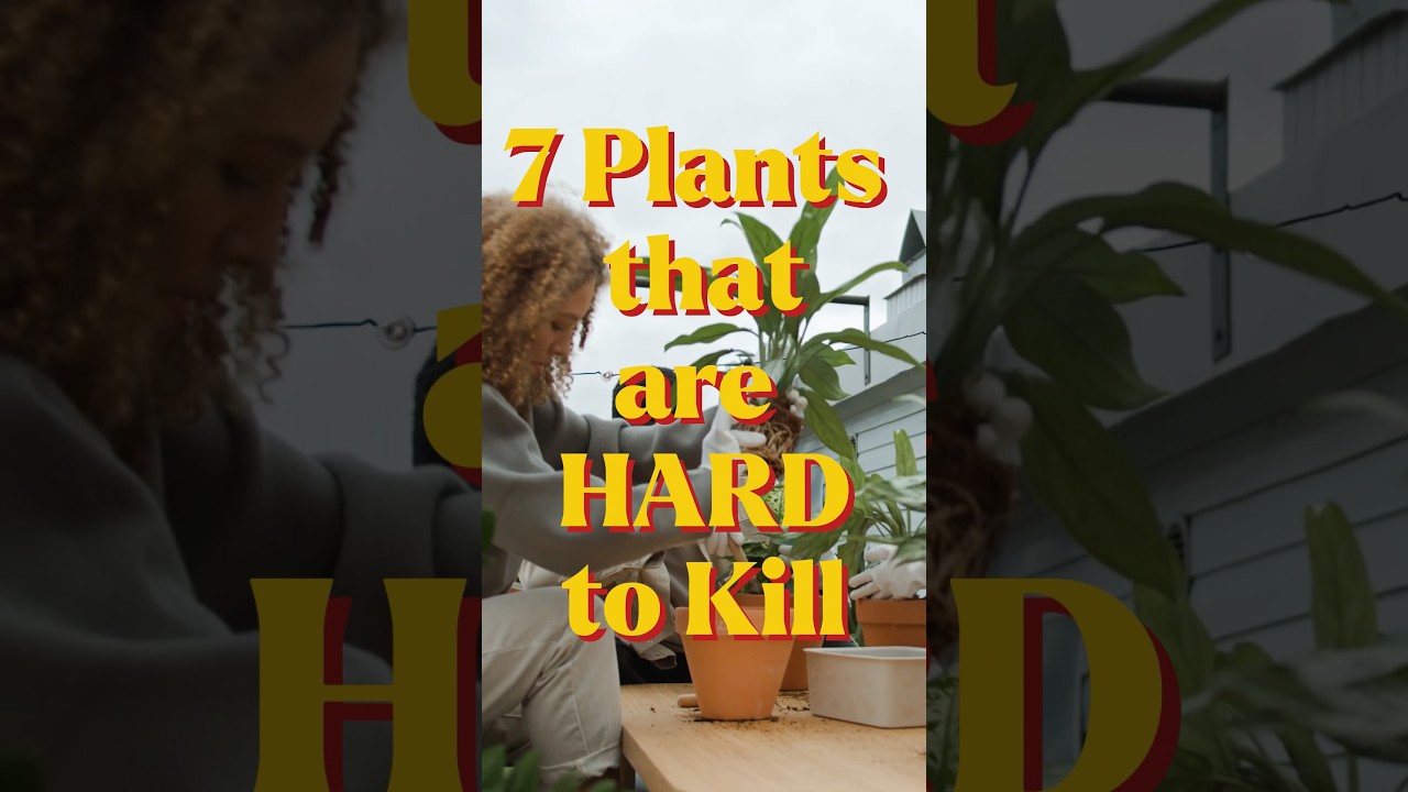 7 Indoor Plants that are HARD to Kill 🪴