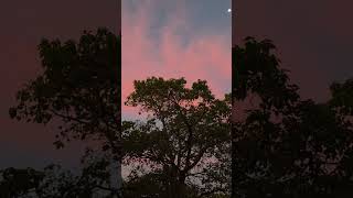 Beautiful Pink Clouds & the Moon 9/30/2026 @6:28 am