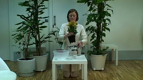 Organic Plants Water Technique - Kendall Swanson M...
