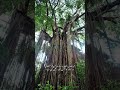 🌲 5,000 Years Old! The World’s Oldest Trees in California 🌍✨