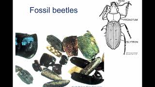 Quaternary Fossils