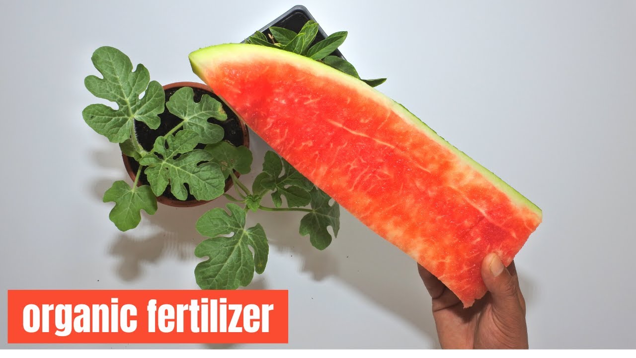 best organic liquid fertilizer for plants YouTube