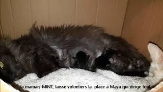 Mise Bas D Une Chatte Maine Coon Archives Cartoonland