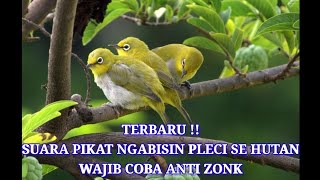 TERBARU !! SUARA PIKAT PLECI PALING AMPUH DI JAMIN ANTI ZONK