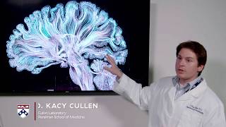 Brain Pathways Explained