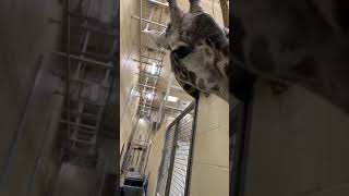 Home Safari – Baby Giraffe Theo and Fenn – Cincinnati Zoo
