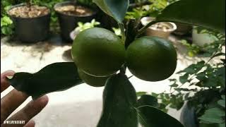 Episode 46 Jeruk Tongheng