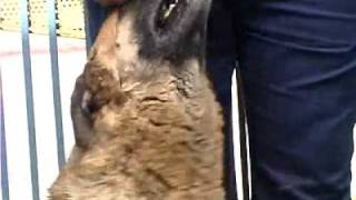 Princess the Dog for Adoption at Los Angeles Animal Shelter