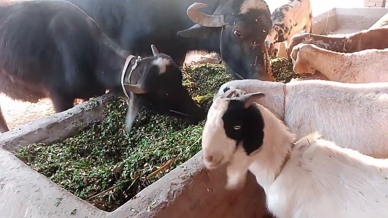 The goats and buffalo along with its calf are eating a great mix of grass.