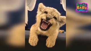 Funny Lion Cubs Roar And This Lion Cubs Is Very Cute