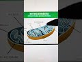 cell organelle.... mitochondria...