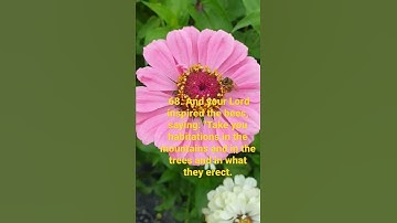 سورة النحل - An-Nahl