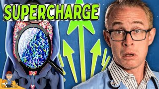 How To Supercharge Your Dogs Gut Health