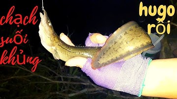 CÂU CÁ CHẠCH SUỐI. Gặp chạch suối Hugo rồi..( stream creek fishing)