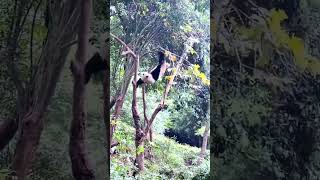 Panda falls #funnyvideo  #comedy