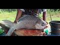 Amazing Cutting Skills | Giant Rohu Fish Cutting Skills By Expert Fish Cutter #fish #fish_cutting
