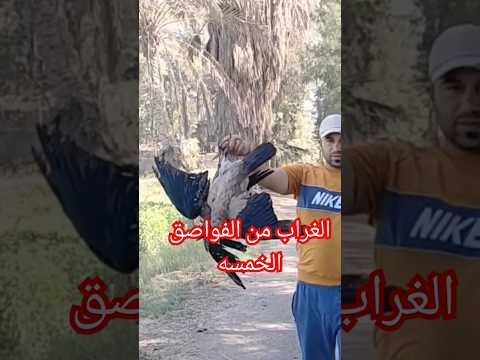 الغراب من الفواسق الخمسه الذي حذرنا الرسول صلى الله عليه وسلم منها