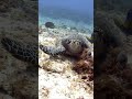 Turtle Eating