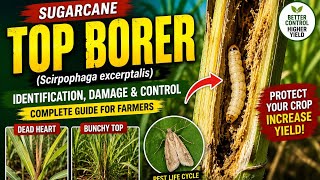 Sugarcane Pest Management : Top Borers and Their Effective Control